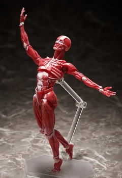 Фигурка figma Human Anatomical Model изображение 4