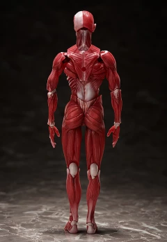 Фигурка figma Human Anatomical Model изображение 1