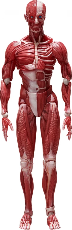 Фигурка figma Human Anatomical Model изображение 8