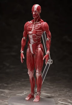 Фигурка figma Human Anatomical Model производитель FREEing