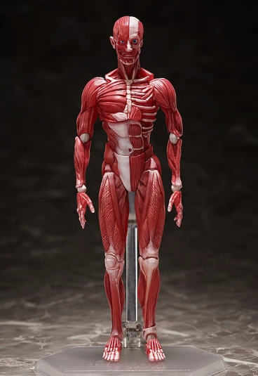 figma Human Anatomical Model фигурка