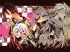Ранобэ Без игры жизни нет. Том 8. источник No game no life